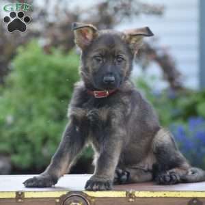 Lexie, German Shepherd Puppy